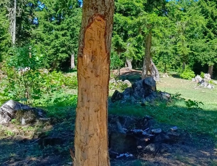 70 Yıllık Ağaçlara Böyle Zarar Verdiler (1)