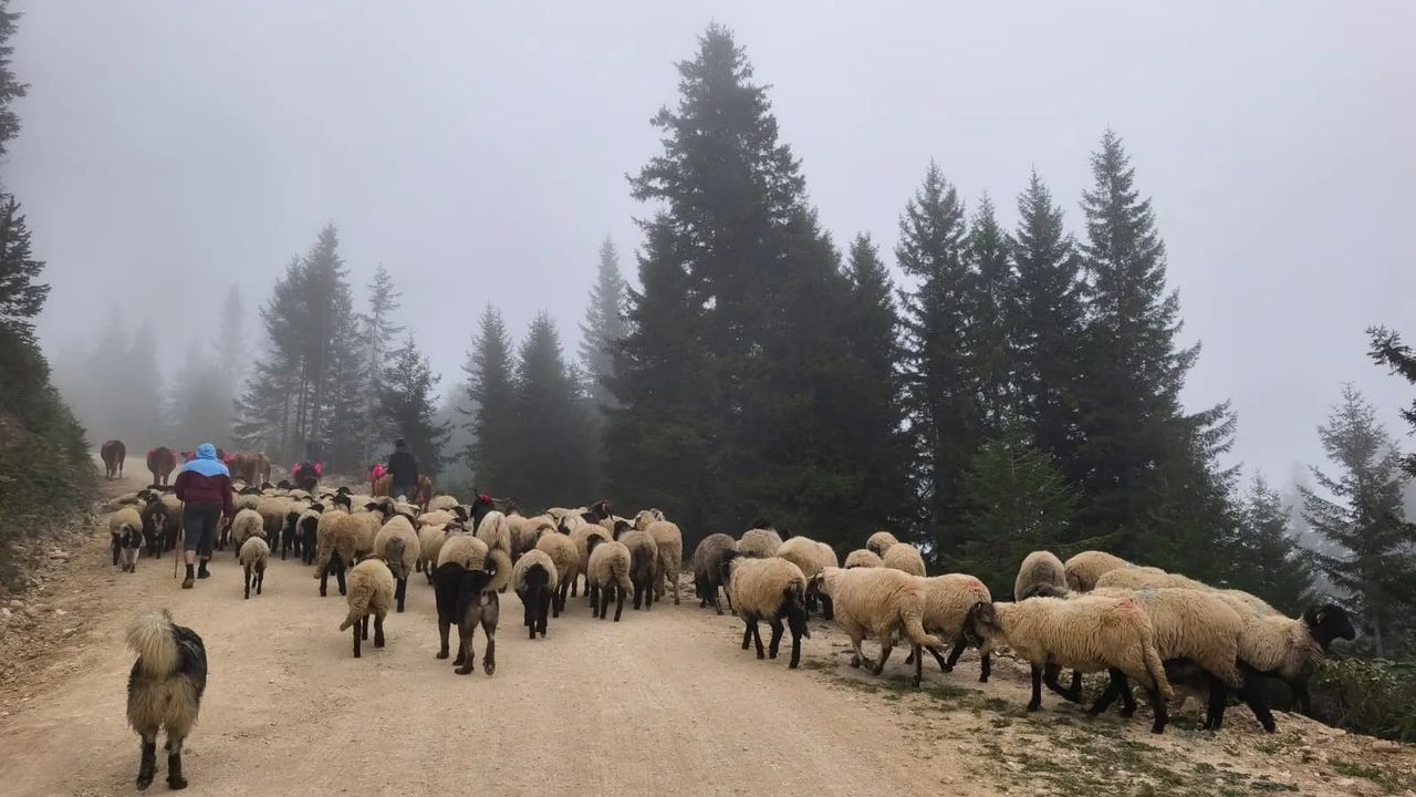 DOĞU KARADENİZ’DE YAYLALARDAN DÖNÜŞLER HIZLANDI