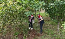 VAKFIKEBİR'DE KAHVERENGİ KOKARCA MÜCADELESİ DEVAM EDİYOR