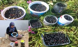 ŞALPAZARI YAYLALARINDA ÇOBAN & ÇALI ÇİLEĞİ BEREKETİ