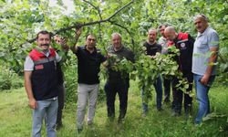 TRABZON'DA 2026 FINDIK REKOLTE MESAİSİ SÜRÜYOR