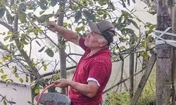AKKAYA AĞASAR’DA FINDIĞIN ALTERNATİFİ CEVİZ