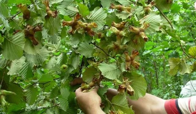 TRABZON İÇİN FINDIK HASAT TARİHLERİ BELİRLENDİ