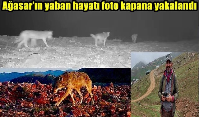 AĞASAR’IN YABAN HAYATI FOTO KAPANA YAKALANDI