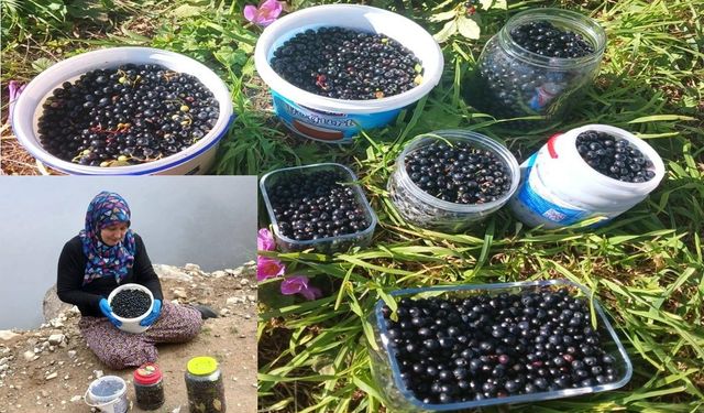 ŞALPAZARI YAYLALARINDA ÇOBAN & ÇALI ÇİLEĞİ BEREKETİ
