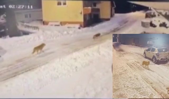 AĞASARDA KURT SÜRÜSÜ VATANDAŞLARA KORKU YARATMAYA DEVAM EDİYOR