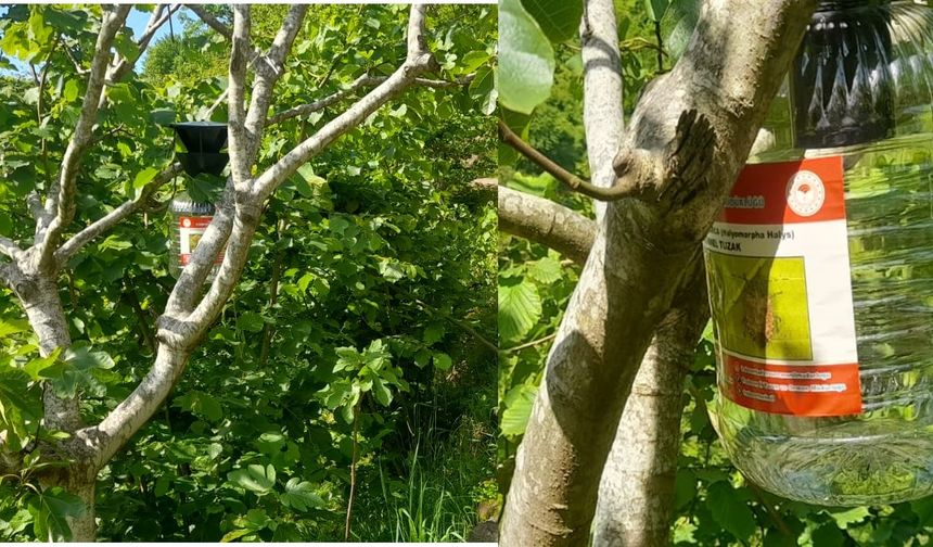 Akçiriş-Çarlaklı ve Üzümözü Mahallelerine Kokorca Tuzakları Yerleştirildi