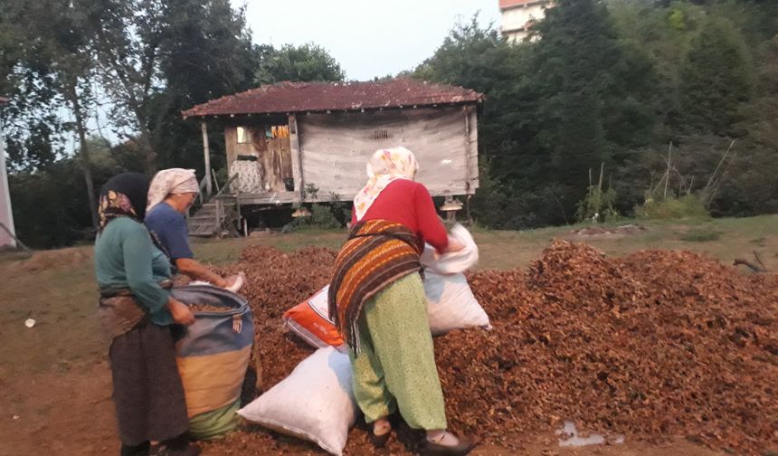 KARADENİZ KADINININ BİTMEYEN ÇİLESİ