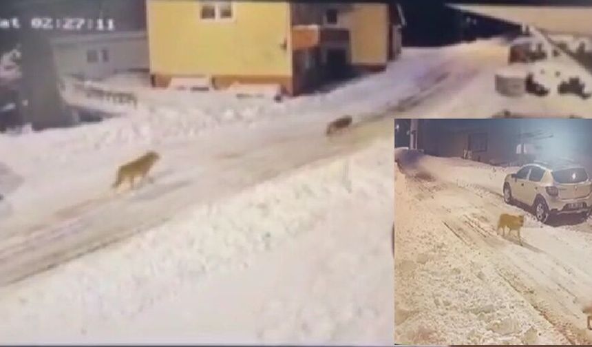 AĞASARDA KURT SÜRÜSÜ VATANDAŞLARA KORKU YARATMAYA DEVAM EDİYOR