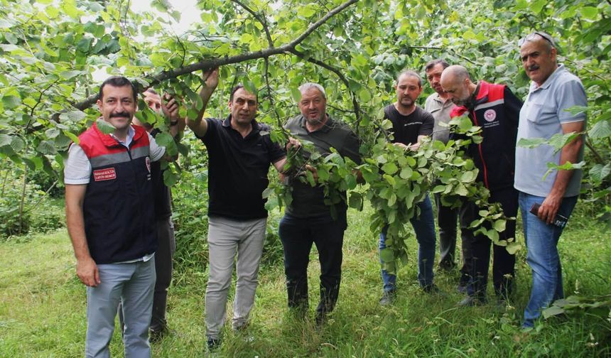 TRABZON'DA 2026 FINDIK REKOLTE MESAİSİ SÜRÜYOR