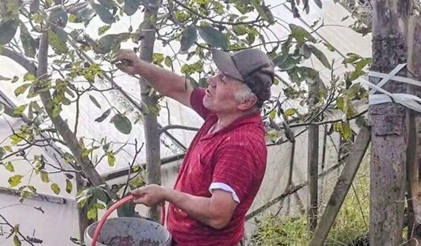 AKKAYA AĞASAR’DA FINDIĞIN ALTERNATİFİ CEVİZ
