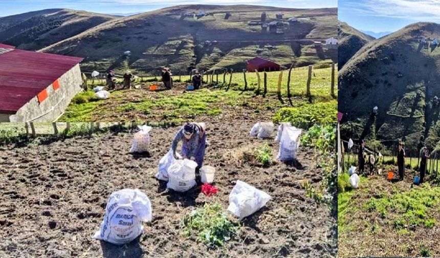 ALACA YAYLASI’NDA EMEKLE BÜYÜYEN BEREKET